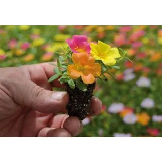 Compra PORTULACA TRIPLE (126 Plantas). en la tienda online Fito Agrícola