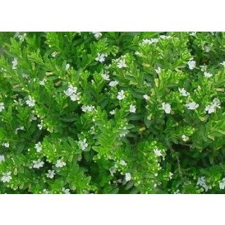 Compra CUPHEA HYSSOPIFOLIA BLANCO (126 Plantas). en la tienda online Fito Agrícola