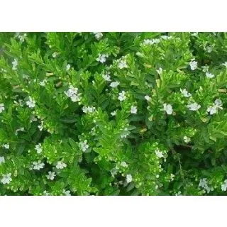 Compra CUPHEA HYSSOPIFOLIA BLANCO (126 Plante). en la tienda online Fito Agrícola
