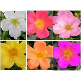 Compra POTULACA UMBRATÍCOLA MIX (126 Plantas). en la tienda online Fito Agrícola