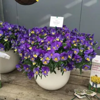 Compra PENSAMIENTO COOL WAVE BLUE SKIES (144 Plantas). en la tienda online Fito Agrícola