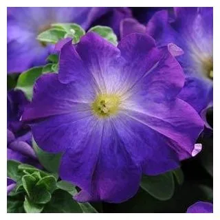 Compra PETUNIA SOPHISTICA BLUE MORN (240 Plantas). en la tienda online Fito Agrícola