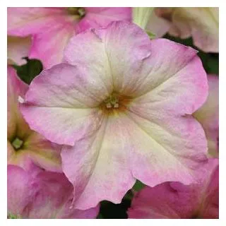 Compra PETUNIA SOPHISTICA ANTIQUES SHADES (240 Plantas). en la tienda online Fito Agrícola