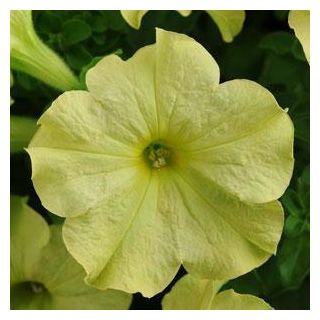 Compra PETUNIA SOPHISTICA LIME GREEN (240 Plantas). en la tienda online Fito Agrícola