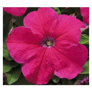 Compra PETUNIA EZ RIDER ROSE (240 Plantas). en la tienda online Fito Agrícola