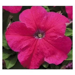 Compra PETUNIA EZ RIDER ROSE (240 Plantas). en la tienda online Fito Agrícola