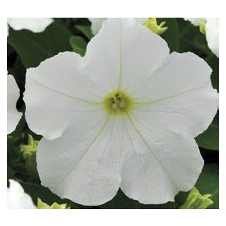 Compra PETUNIA EZ RIDER WHITE (240 Plantas). en la tienda online Fito Agrícola