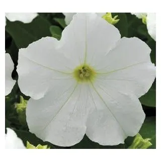Compra PETUNIA EZ RIDER WHITE (240 Plantas). en la tienda online Fito Agrícola