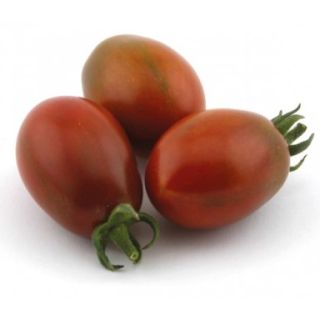 Compra TOMATE MORENITO (Injertado) MS4 en la tienda online Fito Agrícola