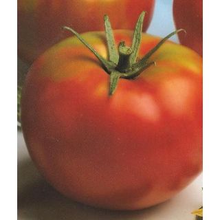Compra TOMATE OPTIMA F1 Injertado EPS104 en la tienda online Fito Agrícola