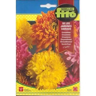 Compra CRISANTEMA DE GRĂDINI VARIATĂ (2 gr.). en la tienda online Fito Agrícola