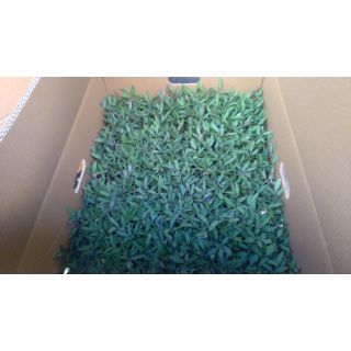 Compra TOMATE BYELSA F1 EPS247 en la tienda online Fito Agrícola