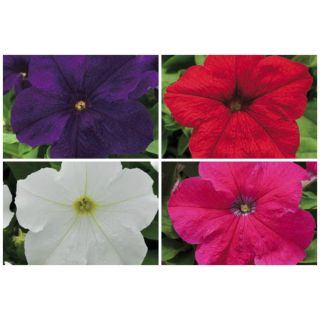 Compra PETUNIA EZ RIDER MIX (240 Plantas). en la tienda online Fito Agrícola
