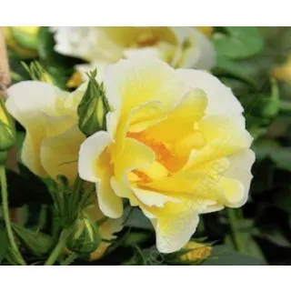 Compra ROSAL HAPPINESS® Meilaclost (Trepador) en la tienda online Fito Agrícola