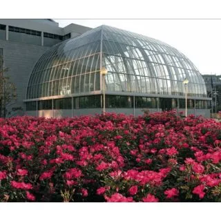 Compra ROSAL KNOCK OUT® Radrazz en la tienda online Fito Agrícola