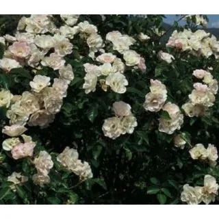 Compra ROSAL PEARL LA SEVILLANA ® - Meichonar en la tienda online Fito Agrícola