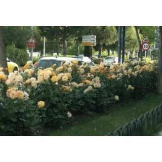 Compra ROSAL TEQUILA ® - Meipomolo en la tienda online Fito Agrícola