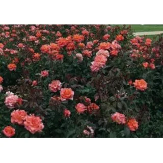 Compra ROSAL DANIEL GELIN ® - Harquince (Pie Alto 100 cm.) en la tienda online Fito Agrícola