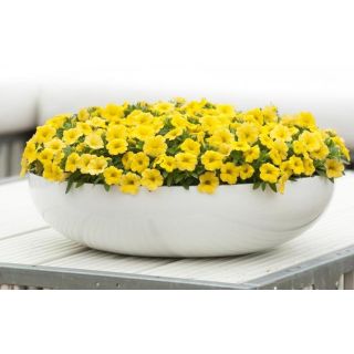 Compra CALIBRACHOA CABARET PURE YELLOW (126 Plantas). en la tienda online Fito Agrícola