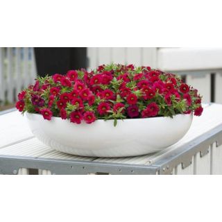 Compra CALIBRACHOA CABARET BRIGTH RED (126 Plantas). en la tienda online Fito Agrícola
