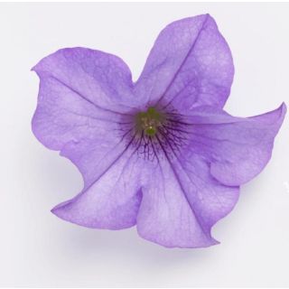 Compra SURFINIA HEAVENLY BLUE (126 Plantas). en la tienda online Fito Agrícola