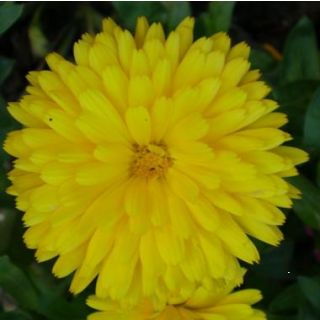 Compra CALÉNDULA COSTA AMARILLA (240 Plantas). en la tienda online Fito Agrícola