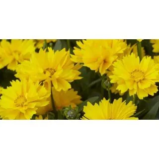 Compra COREOPSIS EARLY SUNRISE (240 Plante). en la tienda online Fito Agrícola