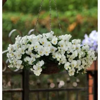 Compra PENSAMIENTO COOL WAVE FROST (144 Plantas). en la tienda online Fito Agrícola