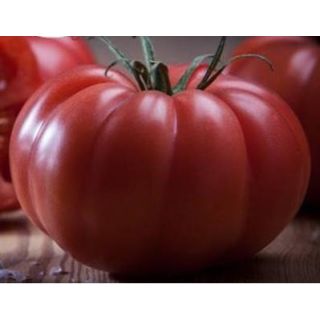 Compra TOMATE MONTEROSA (Injertado) MS4 en la tienda online Fito Agrícola