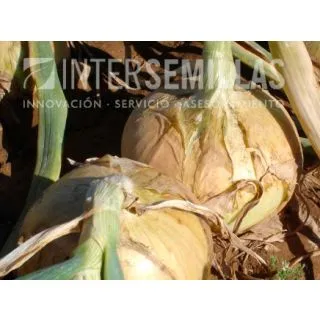 Compra CEAPĂ SETE F1 (5.000 Semințe). en la tienda online Fito Agrícola