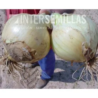 Compra CEBOLLA SPRING STAR F1 Pildorada (25.000 Semillas) en la tienda online Fito Agrícola