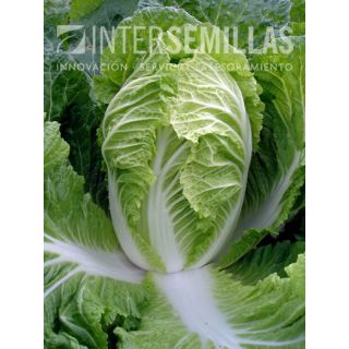 Compra COL CHINA MISUCA F1 (5.000 Semillas) en la tienda online Fito Agrícola