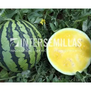 Compra SANDÍA GRACIOSA F1 (1000 Semillas). en la tienda online Fito Agrícola