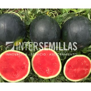 Compra SANDÍA CÁLIDA F-1 (1.000 Semillas). en la tienda online Fito Agrícola