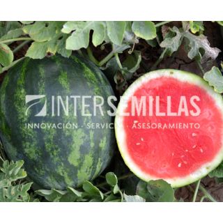 Compra SANDÍA CARAMELO F1 (1.000 Semillas). en la tienda online Fito Agrícola