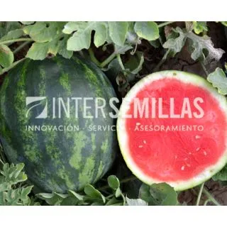 Compra SANDÍA CARAMELO F1 (1.000 Semillas). en la tienda online Fito Agrícola