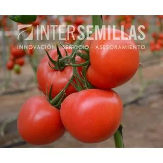Compra TOMATE ROSENDE F-1 (1000 Semillas). en la tienda online Fito Agrícola