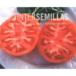 Compra TOMATE EL CID F1 (1000 Semillas). en la tienda online Fito Agrícola