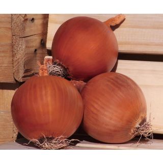 Compra CEBOLLA CITATION F-1 Precision (250.000 Semillas) en la tienda online Fito Agrícola