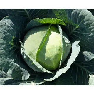 Compra COL BRONCO F1 Precisión ECOLÓGICA (10.000 Semillas). en la tienda online Fito Agrícola