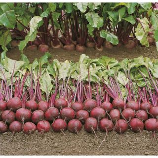 Compra REMOLACHA PABLO F-1 Precisión-NCC (50.000 Semillas) en la tienda online Fito Agrícola