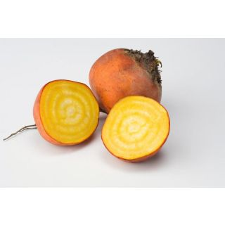 Compra REMOLACHA BOLDOR F-1 Precisión- NCC (50.000 Semillas) en la tienda online Fito Agrícola