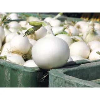 Compra CEBOLLA WHITE WING Precisión (250.000 Semillas) en la tienda online Fito Agrícola