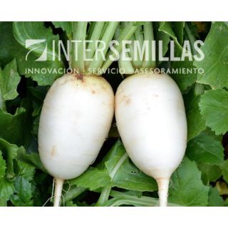Compra RÁBANITO ELNUMERO (1.000 Semillas). en la tienda online Fito Agrícola
