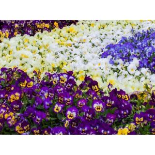 Compra VIOLA CORNUTA GRANDISSIMO MIX (240 Plantas). en la tienda online Fito Agrícola