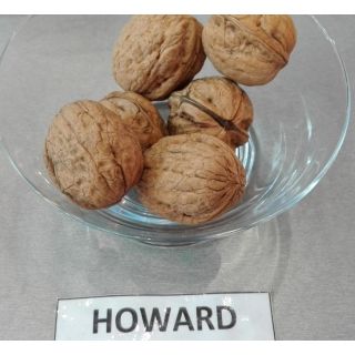 Compra NOGAL HOWARD en la tienda online Fito Agrícola