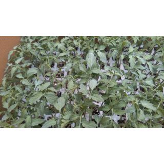 Compra TOMATE ELISEO F-1 EPS150 en la tienda online Fito Agrícola