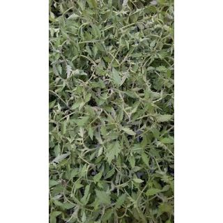 Compra TOMATE CHERRY REDONDO F1 EPS150 en la tienda online Fito Agrícola