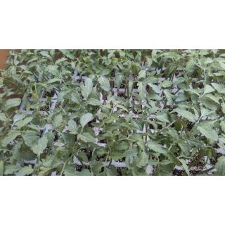 Compra TOMATE ANAIRIS F1 EPS247 en la tienda online Fito Agrícola