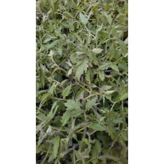 Compra TOMATE ANAIRIS F1 EPS150 en la tienda online Fito Agrícola